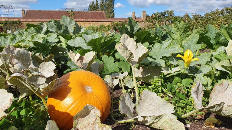 A large orange pumpkin the